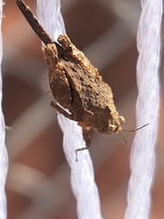 Paratettix freygessnerii