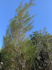 Acacia viscidula