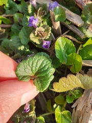 Glechoma hederacea
