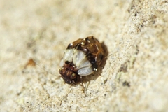 Chelyopsocus garganicus