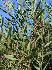 Acacia viscidula