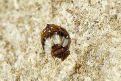 Chelyopsocus garganicus