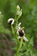 Ophrys sphegodes