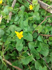 Ficaria verna