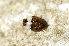 Chelyopsocus garganicus