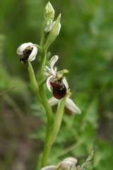 Ophrys sphegodes