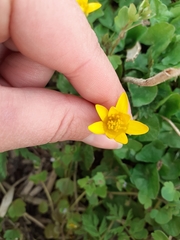Ficaria verna