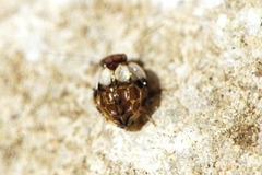 Chelyopsocus garganicus