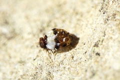 Chelyopsocus garganicus