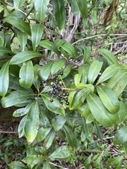 Ardisia escallonioides image