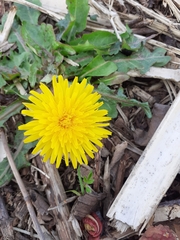 Taraxacum officinale