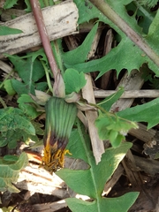 Taraxacum officinale