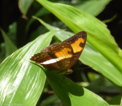 Adelpha cocala