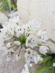 Allium neapolitanum