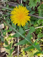 Taraxacum officinale