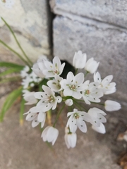 Allium neapolitanum