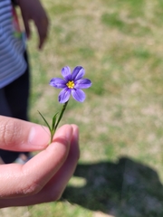 Sisyrinchium