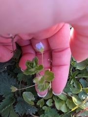 Veronica persica