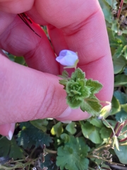 Veronica persica