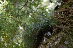 Asplenium flaccidum flaccidum