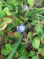 Veronica persica