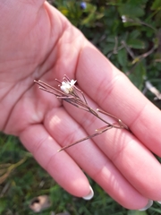 Cardamine hirsuta