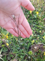 Cardamine hirsuta