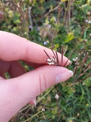 Cardamine hirsuta