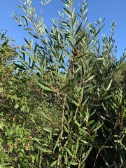Acacia viscidula