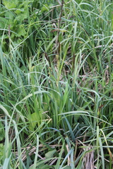 Carex riparia