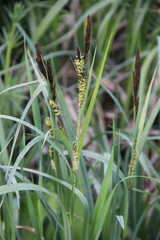 Carex riparia