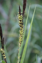 Carex riparia