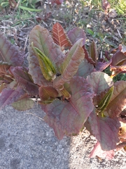 Reynoutria japonica