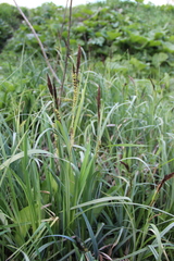 Carex riparia