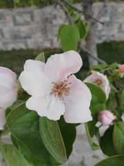Cydonia oblonga