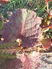 Reynoutria japonica