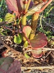 Reynoutria japonica