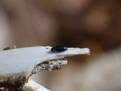 Necrobia violacea