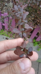 Berberis thunbergii