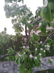 Cydonia oblonga