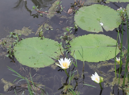 Image of Nymphaea pulchella by (c) Brian Oakes Haiti Hunter, some rights reserved (CC BY)