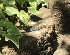 Plestiodon fasciatus