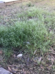 Poa annua