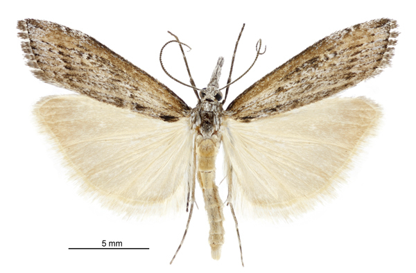 Orocrambus cyclopicus