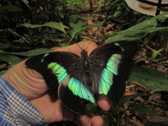 Archaeoprepona demophon