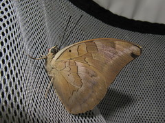 Archaeoprepona demophon