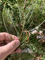 Acacia viscidula