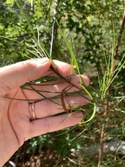 Acacia viscidula