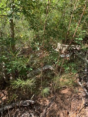 Acacia viscidula