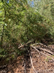 Acacia viscidula
